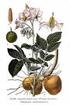 TURFANDA PATATES (Solanum tuberosum L.) YETİŞTİRİCİLİĞİNDE BAZI ÇEŞİTLERİN VERİM ve VERİM UNSURLARININ SAPTANMASI