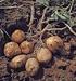 Değişik Dikim Zamanlarının Farklı Patates (Solanum tuberosum L.) Çeşitlerinde Verim ve Verim Unsurları Üzerine Etkisi