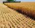 Ağrı İli Tarım İşletmelerinde Buğday Üretim Maliyetinin Hesaplanması