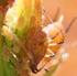 Kadife Çiçeği ve Gül Taç Yaprakları Demleme Çaylarında Ön Çimlendirme Uygulamalarının Biberde Çimlenme ve Çıkış Üzerine Etkileri