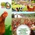 Türkiye de Tavuk Yumurtası Mevcut Durumu ve Üretim Öngörüsü