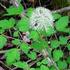 PERFORMATION OF NURSERY STAGE OF Paulownia Sieb.&Zucc. SPECIES AND ORIGINS