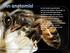 Arı bir böcek olup kitinden yapılmış dış iskeleti, altı bacağı ve bir çift anteniyle tipik böcek özelliklerini taşır. Karıncalar ve eşekarıları gibi