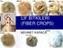 LİF BİTKİLERİ (FIBER CROPS)