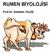 RUMEN BİYOLOJİSİ. Prof.Dr. Gültekin YILDIZ