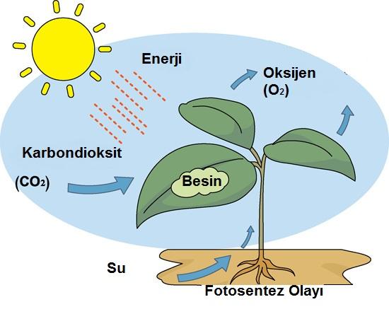 Enerji Dönüşümleri (Fotosentez ve Solunum) Fotosentez Yeryüzünde tüm canlılar için enerji kaynağı güneştir. Güneş ışığı ve CO2 ile sudan organik madde üretilmesi olayına fotosentez denir.