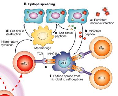 Mekanizmalar Epitop yayılması Enfeksiyon ve doku hasarı APC ler * mo ve öz peptidleri sunar * aynı anda hem