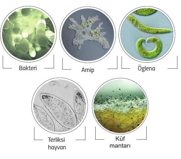 Mikroskobik canlılar çok küçüktür. Gözle görülemeyecek kadar küçük canlılardır. Ancak mikroskopla görülebilir. Bakteriler, amip, öglena, paramesyum mikroskobik canlıdır.