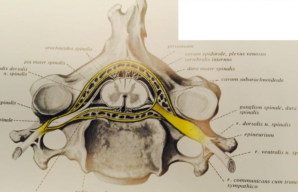 Baş ve omurga anatomisi - PDF Free Download