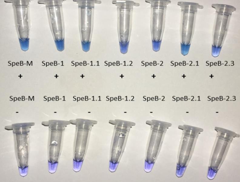 (GspM 2.0 LF DNA polimeraz) 1.