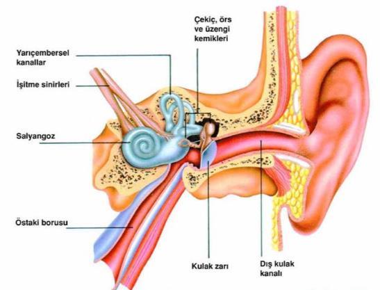 Akut otitis media(aom), orta kulakta inflamasyonun neden olduğu akut başlangıçlı bulgu ve semptomlar ile karakterizedir.