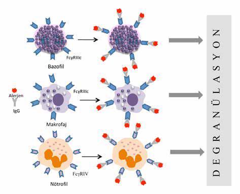 İmmunolojik anafilaksi IgG aracılı Hayvan modellerinde Kompleman aracılı Bazı ilaçlar (protamin) IgG den oluşan immun kompleks komplemanı