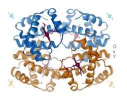 Miks Kriyoglobulinemi Kriyoglobülin Serum proteinleridir Düşük