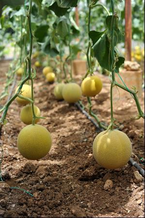 Örtüaltı kavun (Cucumis melo ssp. melo) yetiştiriciliği için geliştirilen hibritlerin verim ve meyve özellikleri 125 Çalışmamızla uyumlu olarak Sarı ve ark.