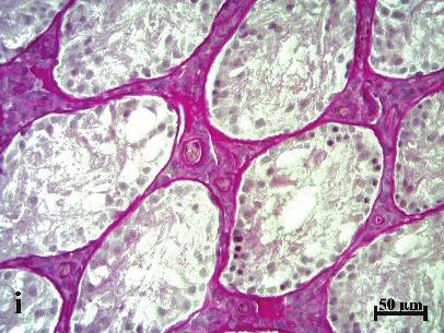 Tabletta cystitis receptek