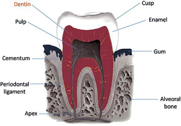 Figure 22 The scheme of a human tooth showing the individual layers the peritubular dentin.
