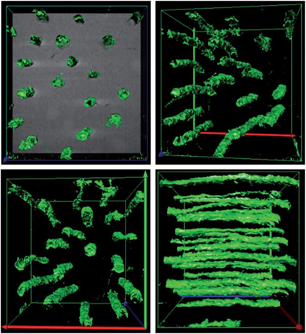 The image on the left hand side shows the cross-sections of the tubules along the y axis and the image on the right hand side shows the tubules along