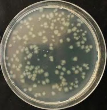 activity were investigated experimentally. The obtained results summarized below.