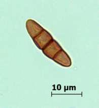 Melanomma Nistchke ex Fuckel (Ascomycetes) Nemli habitatlarda bitki artıkları üzerinde saprofit olarak gelişir.