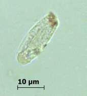 Bu nedenle oidium benzer morfolojideki konidiosporlar için kullanılmıştır. Atmosferde yılın tamamında spelarına rastlanmıştır.