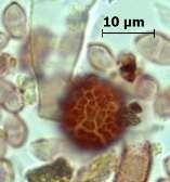 Tilletia Kirk P.M. (Ascomycetes) Bu cins Gramineae familyasının yanı sıra birçok bitkinin tohumlarını enfekte etmektedir.