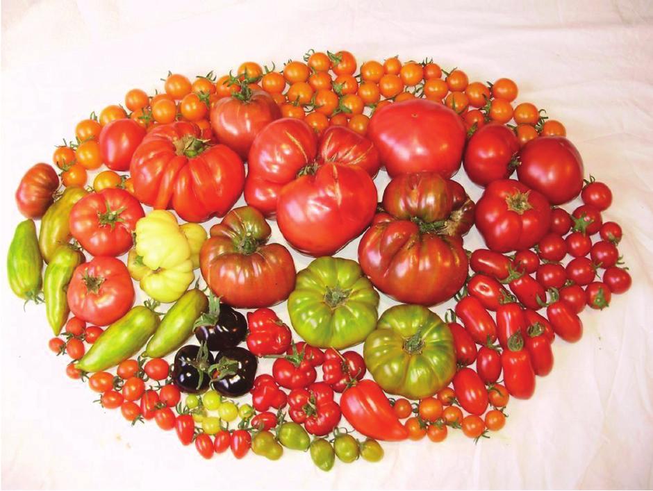 8. Görselde domates türüne ait farklı domatesler görülmektedir. Bu farklı domateslerin kendilerine ait bir genetik yapısı bulunmaktadır ve bazılarının yaşam ortamları da farklıdır.