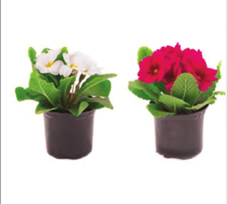Çuha bitkisinin 25-35 C sıcaklıkta beyaz çiçek,15-25 C sıcaklıkta kırmızı çiçek açması modifikasyondur.