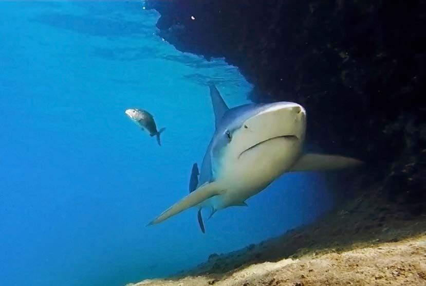 KUM KÖPEKBALIĞI kum köpekbalığı DENİZEL BİYOÇEŞİTLİLİĞİN KORUNMASI Akdeniz Koruma Derneği, Boncuk Koyu nda Kum köpekbalığını izleyip denizel biyoçeşitliliğin korunması için deniz korucu sistemini