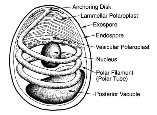 memelileri enfekte eden türleri daha küçüktür (1-3 µm). Oval, küresel, çubuk veya armut şeklinde olabilirler (3, 14). Sporlar üç genel yapıya sahiptir.
