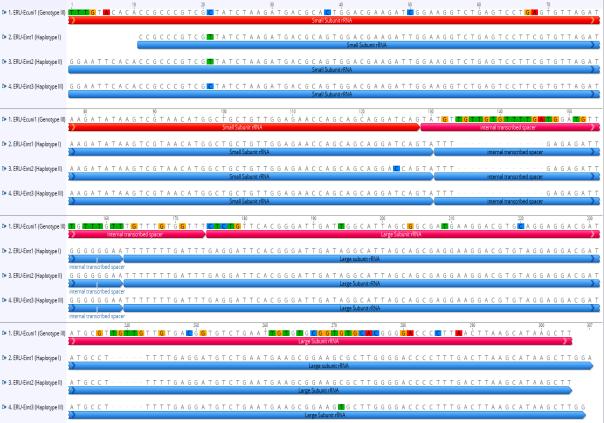 genotip bazında karakterize edilen izolatlar KX925857-KX925860 aksesyon numaraları ile GenBank veri tabanına kayıt edilmiştir. Şekil 4.