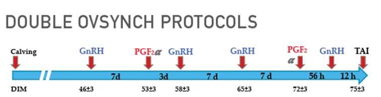 Çünkü PGF2α enjeksiyonları sonrası ilk GnRH uygulama zamanı diöstrus dönemindeki (siklusun 7-12. günlerindeki) inek oranı artar.