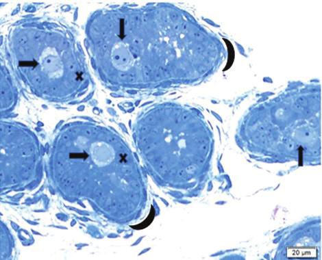 Gülnaz KERVANCIOĞLU, Elif K. DEMİRCİ sahip spermatogonyal kök hücreleri (SKH) oluşturmaktadır (2,9,10,11,12,13).