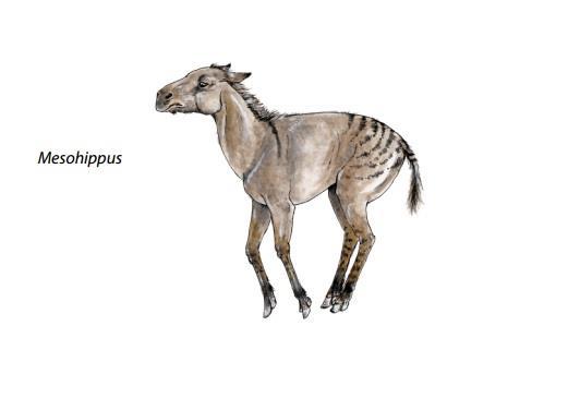 Şekil 5: Mesohippus (tribbill.files.wordpress.com). 3.3.3.5. Miohippus Miohippus, Mesohippus tan daha büyüktür. Kafatası uzun, yüzdeki çukurluk daha derindir.