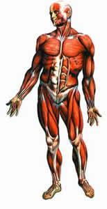 Kas-iskelet Sistemi Vücudun destek ve hareket sistemidir.