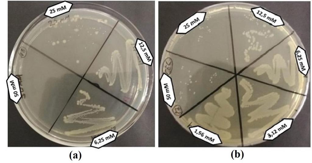 Şekil 4.11: (a) CuO nun E. faecalis (b) ZnO ya karşı K. Pneumoniae ye karşı anti bakteriyel etkisi. Şekil 4.