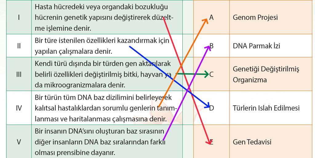 6. Sarı tohumluluk özelliği baskın olduğundan, 2 sarı tohumlu bezelyenin çaprazlanması ile hem sarı hem de yeşil tohumlu bezelyeler oluşabilir.