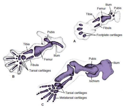 Şekil 1.2: A. Hyalin kıkırdak model (6.haftanın başları) B, C. Tam kıkırdak modele doğru ilerleyiş (6. haftanın sonları ve 8. haftanın başları) 2.3. Anatomi 2.3.1. Ayak Bileği Eklem Anatomisi Ayak bileği kendi içinde karmaşık bir yapıya sahip olan ginglimus tipinde eklemdir.
