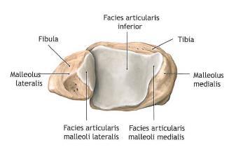 Ayak bileği eklemine binen yükün yaklaşık %90 ı tibial plafond ve talus kubbesi arasında aktarılır. (Şekil 1.3) (47-51). Şekil 1.3: Distal Tibia ve Fibula (Ön-Arka) ile Talus Görünüm 2.