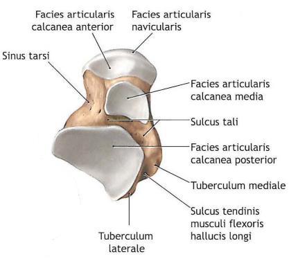 2.3.3. Distal Fibula Yukarıda tibia ile eklem yapan, aşağı indikçe kalınlaşarak lateral malleolü oluşturup talus ile eklem yapan distal fibula, ayak bileğinin lateral stabilitesinin sağlanmasında