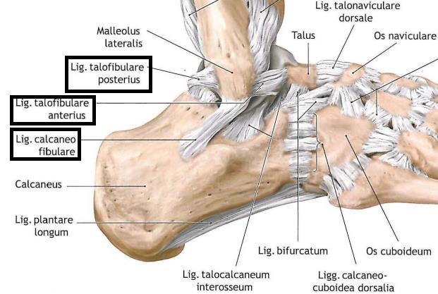 Lateral Kollateral Bağ Kompleksi Talusun lateral ve anterior-posterior stabilitesinin sağlanmasında görevli olan lateral kollateral bağ kompleksi, anterior-posterior talofibular bağ ve