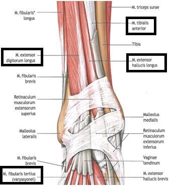 Ayak bileği çevresindeki yapılar bulundukları anatomik lokalizasyona göre anterior, posterior, medial ve lateral olmak üzere dört gruba ayrılırlar (56, 58, 68-70).