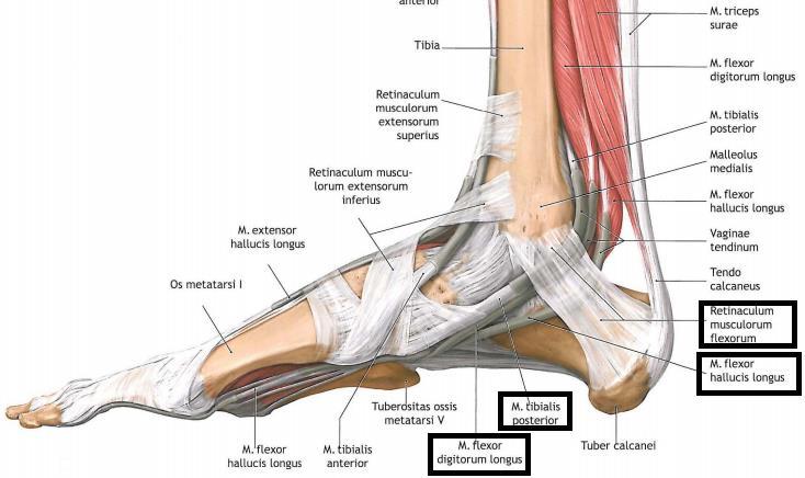 retinakulumun altında ayak bileği açısından önemli nörovasküler ve muskuler yapıların geçtiği tarsal tünel yer alır.