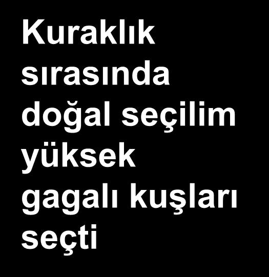 İspinoz sayısı İspinoz sayısı 1976 tüm Daphne ispinozları Kuraklık sırasında