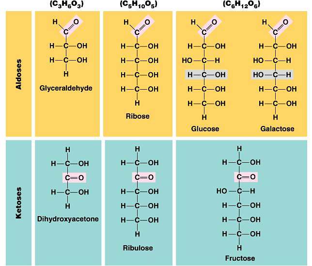 Ketozlar Aldozlar Trioz
