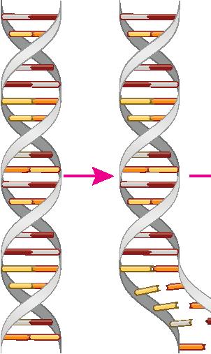 7. DN, hücre bölünmesi sırasında yeni hücrelere aktırılırken kendini eşler. DN nın kendini eşlemesi sonucunda birbirinin aynısı olan iki DN oluşur.