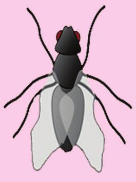 Sirke sineğinin 16 C sıcaklıkta yetiştirildiğinde düz kanatlı, 25 C sıcaklıkta yetiştirildiğinde ise kıvrık kanatlı olması genlerin işleyişinde olan bir değişimdir.