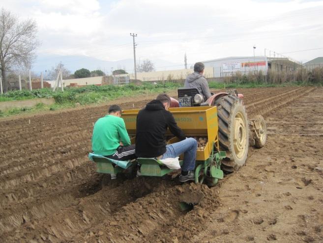 3.2.3. Tarımsal İşlemler Dikim: Patates dikimi İzmir İli Ödemiş ilçesinde ovada Şubat Mart aylarında yapılmakta ve Haziran, Temmuz aylarında hasat edilmektedir.
