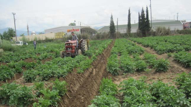 Deneme ara çapası ve boğaz doldurma Sulama: Patates tarımında çiçeklenmeden 20 gün önce başlayan ve yumru yapmaya başladığı zamana kadar 4-5 defa sulama yapılmaktadır.