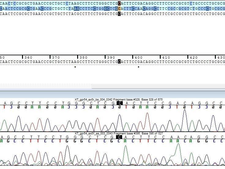 3. MATERYAL VE METOD Leman Damla KOTAN Şekil 3.1. Sequencher programı örnek görüntüsü gösterilmiştir.