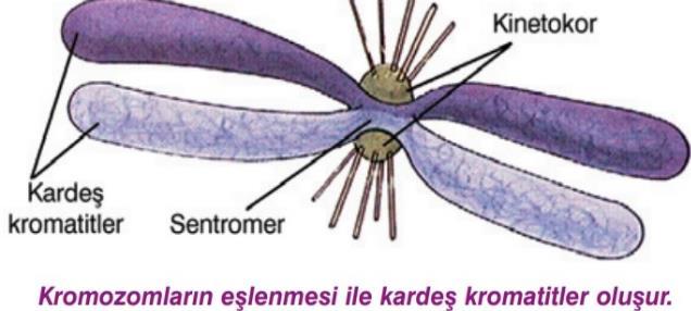 Kromozomlar ara bir bölüme öceside kedii eşler. Bu eş parçaları her birie kardeş kromotit deir. Kardeş kromotitleri bir arada tuta bölgeye setromer, iğ ipliklerii bağladığı proteie ise kietokor deir.
